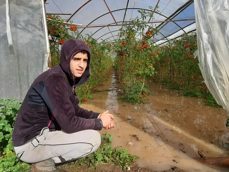 Sağanak ve Hortum Sera ve Narenciyeleri Vurdu 3